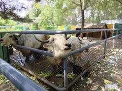 -长白岛森林公园