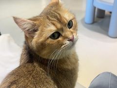 -藏猫猫咖啡主题馆(中央大道店)