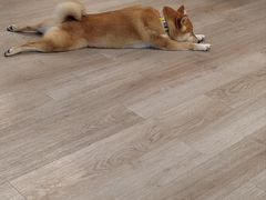 -柴迷FANS CLUB·柴犬狗咖·猫咖