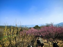 -香雪海