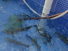 -北京龙庆四季香农家饭庄·灶台鱼·碳烤虹鳟鱼(龙庆峡店)