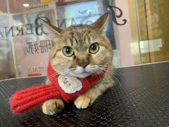 -车接车送·寄养洗护·德文猫舍(大宁店)