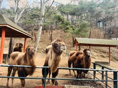 -大连森林动物园