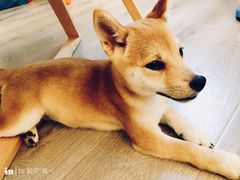 -浣熊柯尔鸭土拨鼠·电玩咖