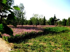 -绿堤公园