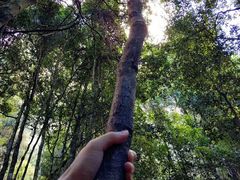 -悉尼歌剧院