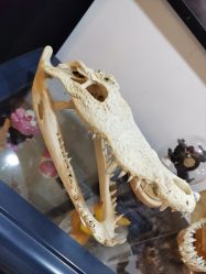 -PinooTattoo皮奴刺青纹身设计总部