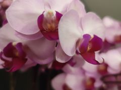 -Angkor SPA 柬埔寨古法按摩(环贸店)