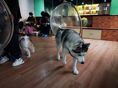 -Husky Go! 哈士奇体验馆·宠物咖啡厅狗咖