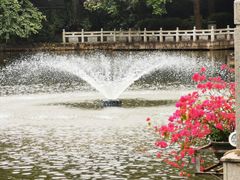 -金花茶公园