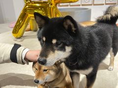 -柴务处·柴犬主题狗咖