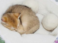 -欣宠猫屋·矮脚拿破仑·蓝金金渐层