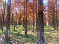 -渌洋湖湿地公园