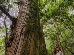 -天目山大树王景区