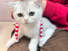 -猫咪派对(江南西店)
