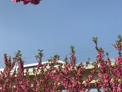 -秀丽东方