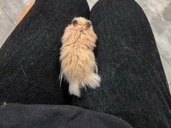 -楼上猫咖(罗湖店)
