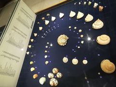 -青岛贝壳博物馆