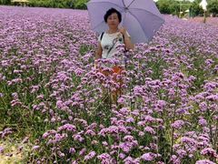 -紫颐香薰山谷景区