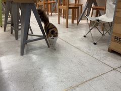 -玫瑰咖啡(中山六路店)