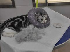 -佳雯宠物医院(金华南路分院)