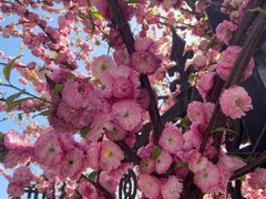 -大连植物园