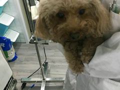 -荣耀金沙动物医院(清江西路店)