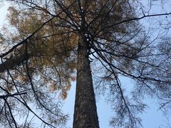 -五营红松林海景区