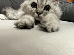 -momokira米努特·德文卷毛猫·棉花面纱犬