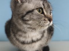 -瑞派福兴宠物医院犬猫全科·骨科·中西医结合(河东店)