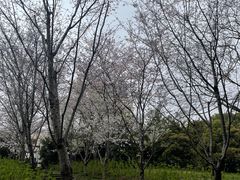 -上海滨江森林公园