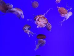 -瑞普利水族馆