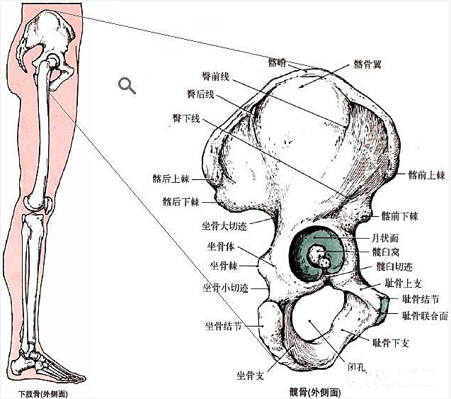 髂骨解剖结构图详解图片