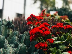 -南通洲际绿博园