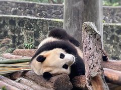 -都江堰中华大熊猫苑