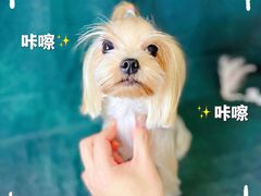 -BABIT巴比特宠物(MOMOPARK店)