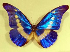 -上海昆虫博物馆