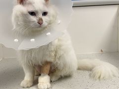 -纳吉亚猫专科动物诊疗中心(蒋宅口分院)