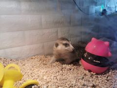 -平行世界·猫咖(首经贸店)
