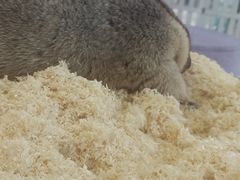 -怪兽屋·羊驼·猫咖·狗咖(俊华广场店)