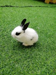 -萌宠亲子动物乐园(槐房万达店)