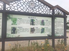 -向葡萄庄园