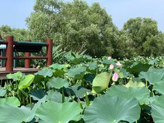 -长兴太湖图影湿地文化园