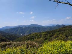 -桑洲油菜花景区