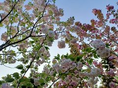 -合肥滨湖国家森林公园