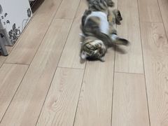 纳吉亚动物诊所-纳吉亚猫专科动物诊疗中心(蒋宅口分院)