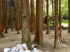 -武陵山森林公园