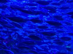 -太平洋海底世界