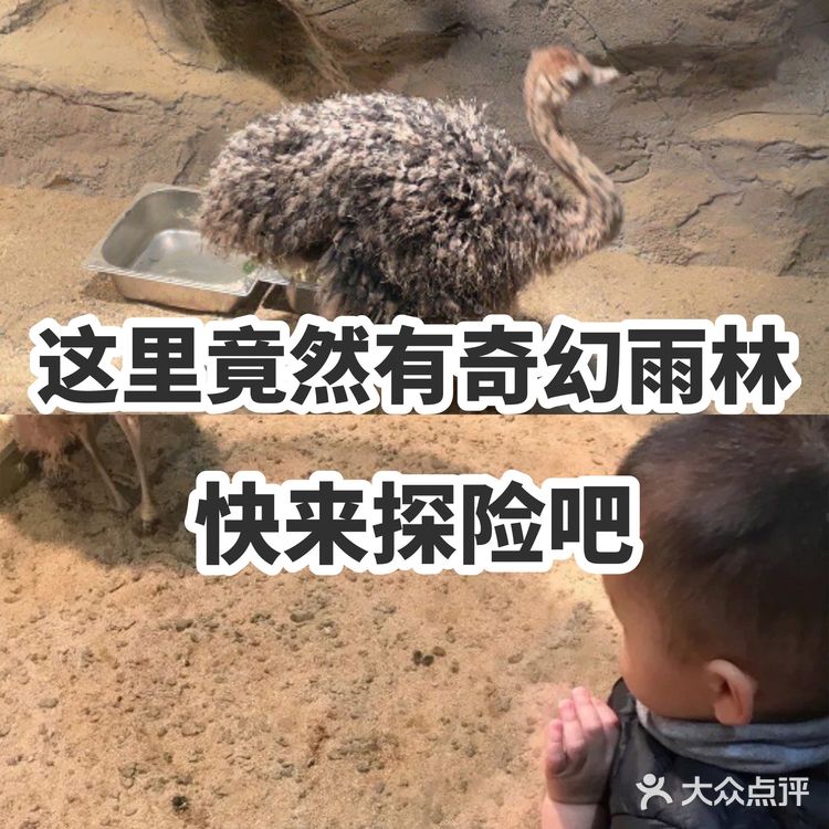 这里竟然有奇幻雨林 快来探险吧