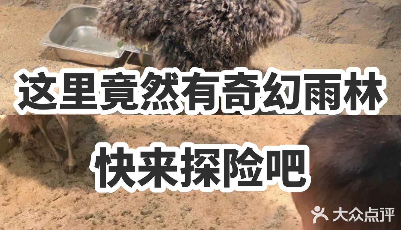 这里竟然有奇幻雨林 快来探险吧